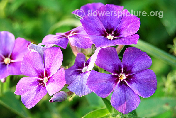 Blue perennial phlox