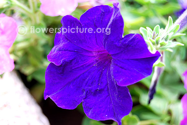 Blue petunia