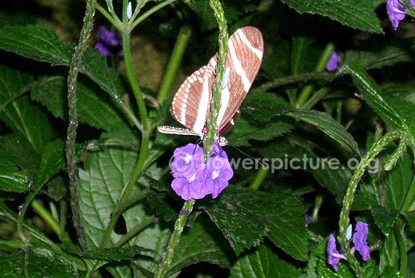 blue snakeweed