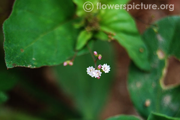 Boerhavia erecta