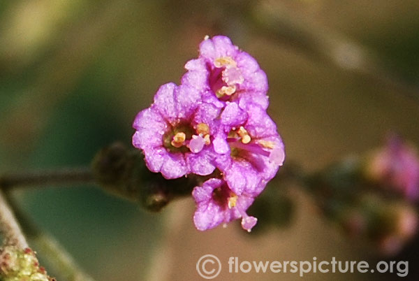 Boerhavia