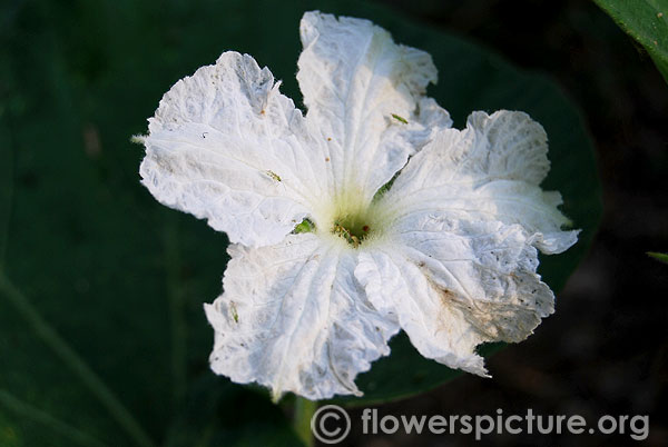 Bottle gourd flower