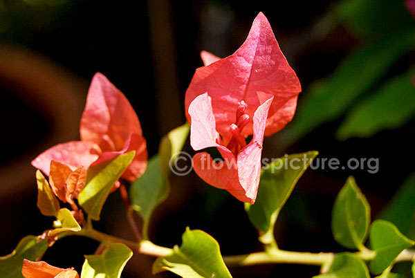 Bougainvillae red single