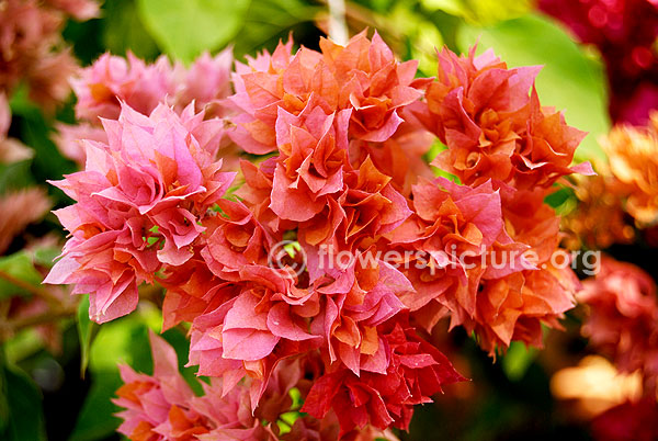 Bougainvillae Variegated orange with pink