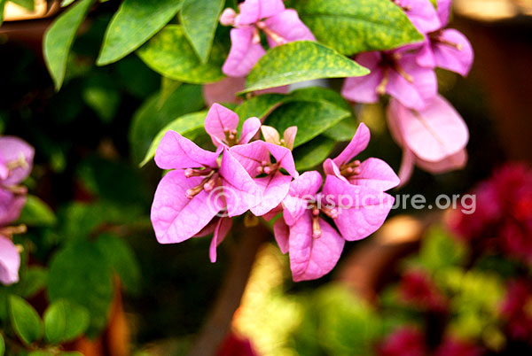 Bougainvillae Variegated pink Single