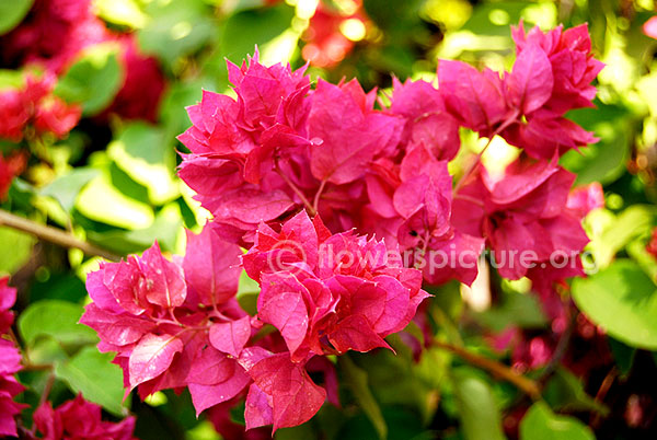 bougainvillae variegated purple