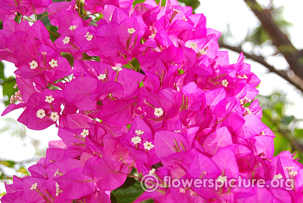 Bougainvillea spectabilis