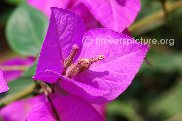 Bougainvillea