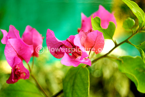 bougainvillea glabra