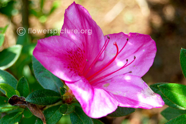 Bristly Rhododendron