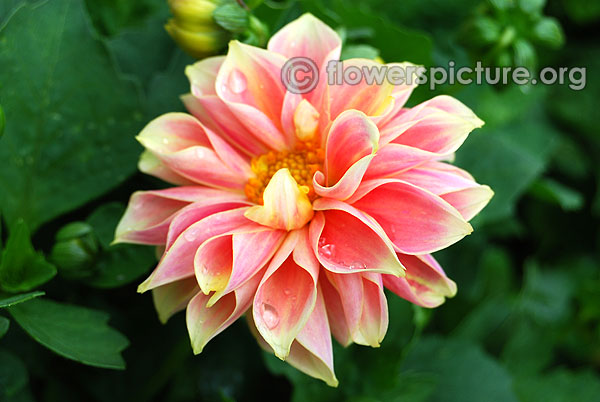 Brookfield sweetie dahlia