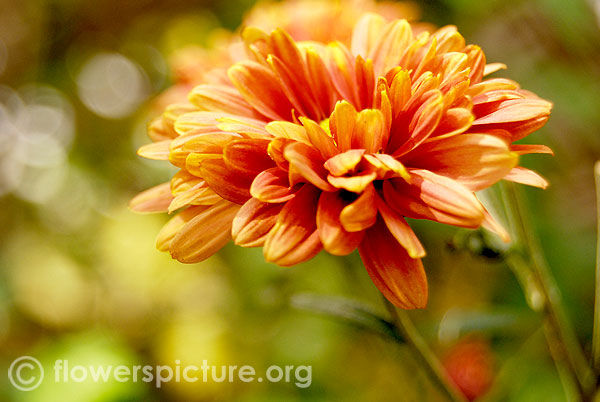 Brown chrysanthemum