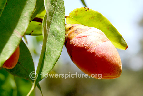 Brownea coccinea buds