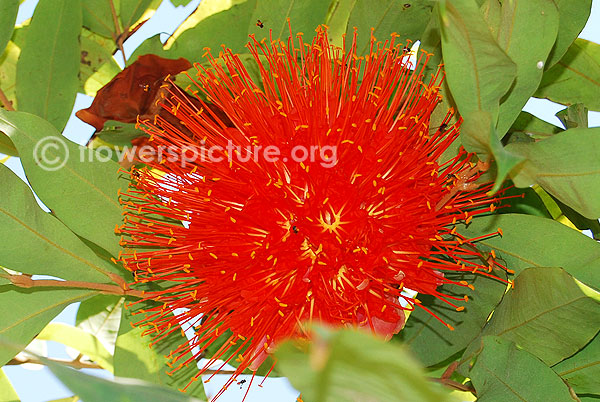 Brownea coccinea