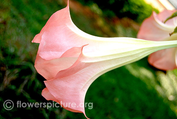 Brugmansia versicolor