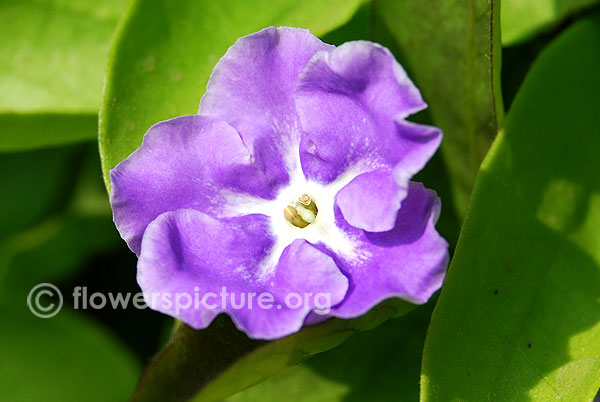 Brunfelsia pauciflora