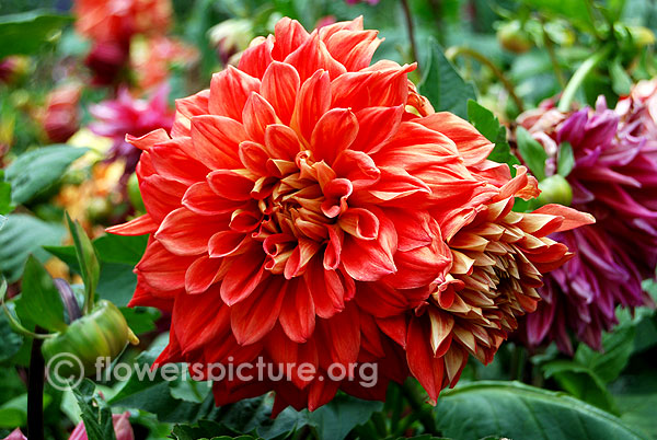 Bryn terfel dahlia