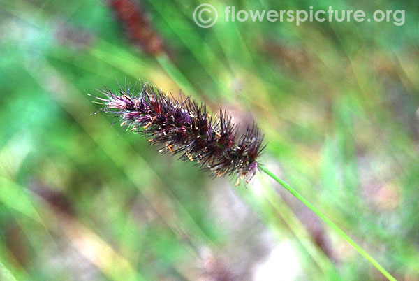 Buffel grass