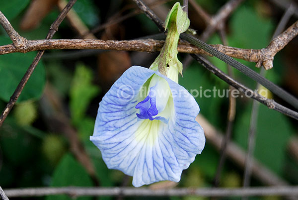 Butterfly pea