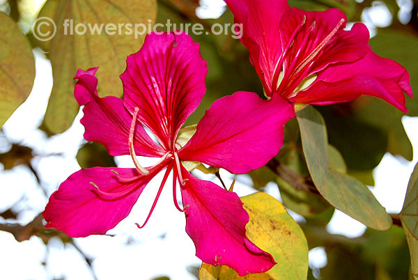 Butterfly tree