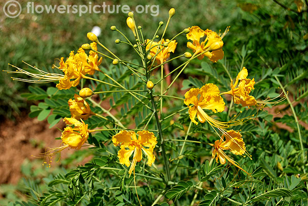 Caesalpinia pulcherrima yellow