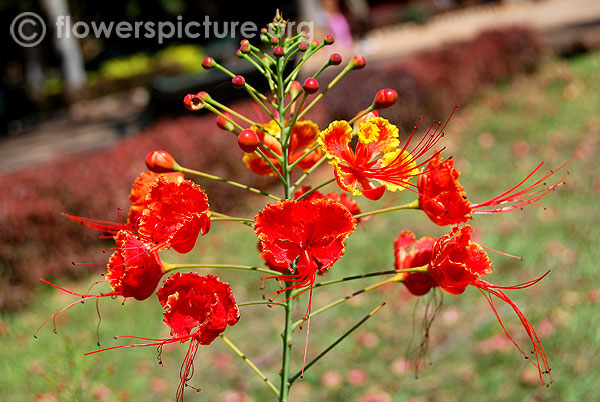 Caesalpinia pulcherrima