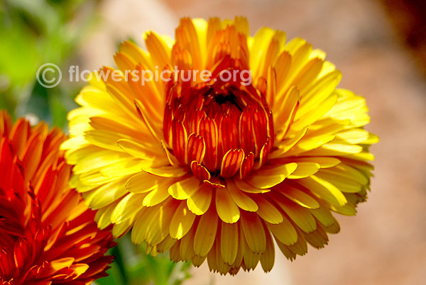 Calendula officinalis yellow