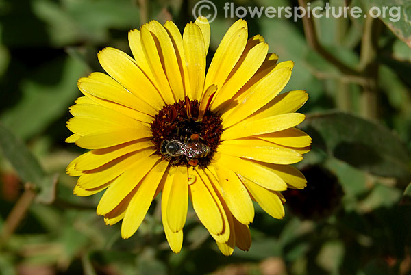 Calendula