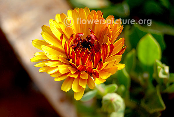 calendula officinalis