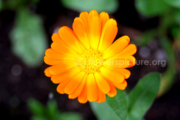 calendula officinalis orange