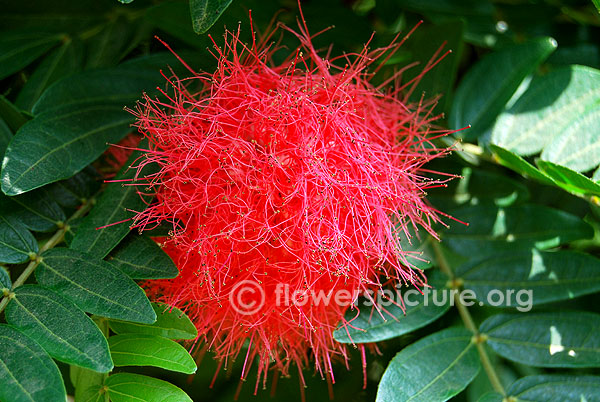 Calliandra haematocephala