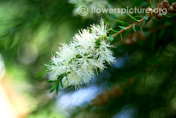 Callistemon salignus