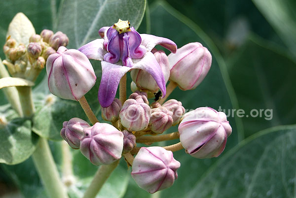 calotropis gigantea