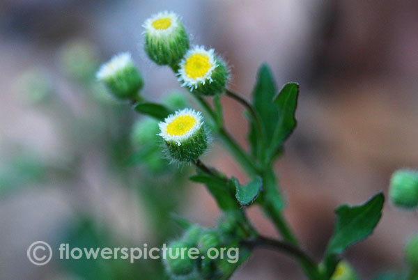 Canadian horseweed