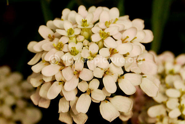 Candytuft White