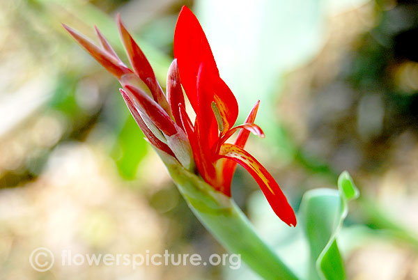 Canna speciosa