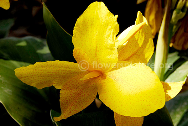 Canna Yellow