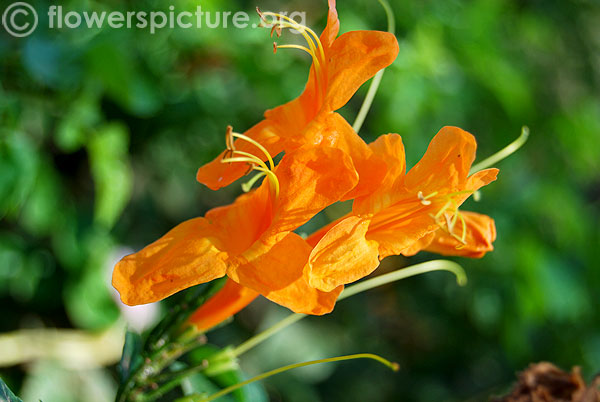 Cape honeysuckle orange