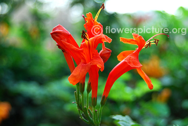 Cape honeysuckle