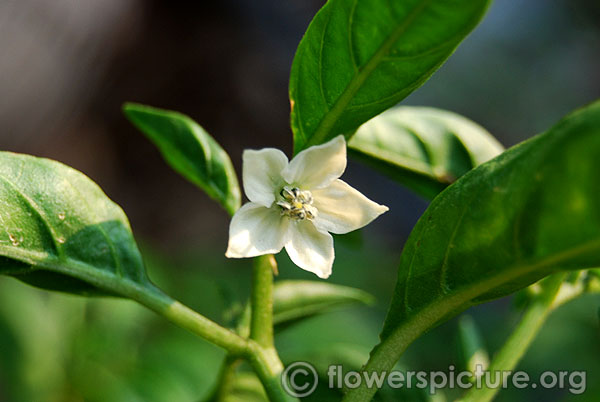 Capsicum frutescens