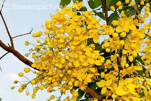 cassia fistula