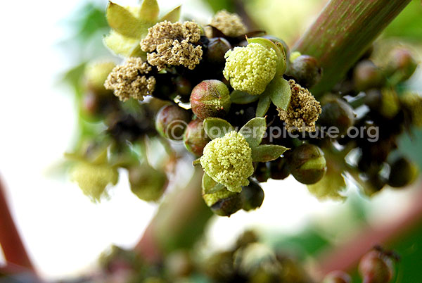 Castor bean plant