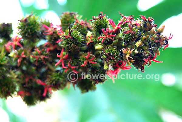 Castor oil plant flower