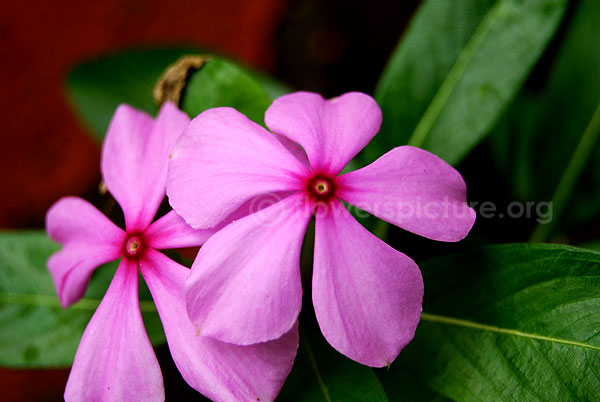 catharanthus roseus