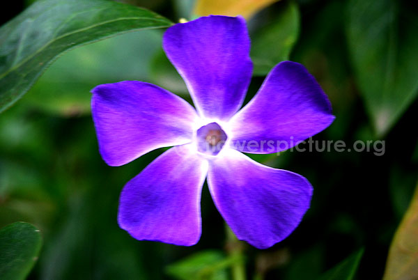 catharanthus roseus blue