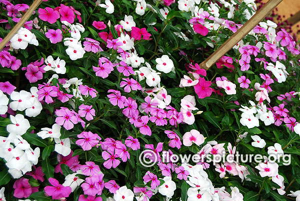 Catharanthus Roseus