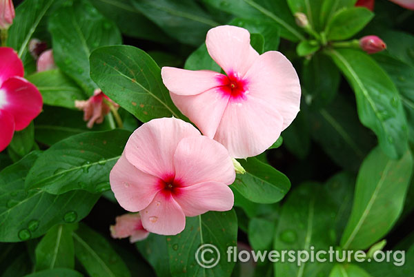 Catharanthus Roseus Pink Purple