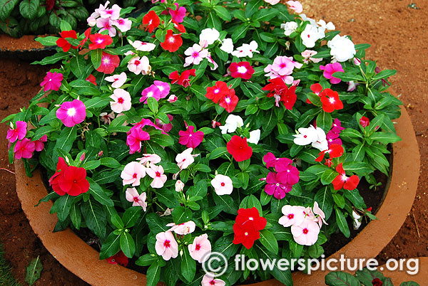 Catharanthus Roseus Pink White Fantasy