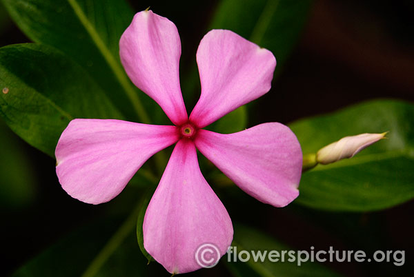 catharanthus roseus purple