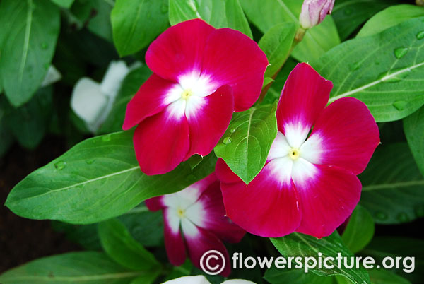 Catharanthus Roseus Purple White